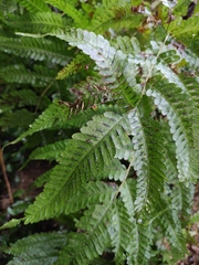 Pteris fauriei