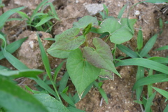 Fallopia dentatoalata