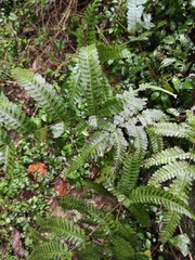 Pteris fauriei
