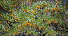 Hippophae sinensis