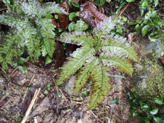 Pteris fauriei