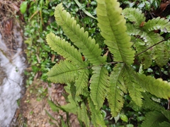 Pteris oshimensis