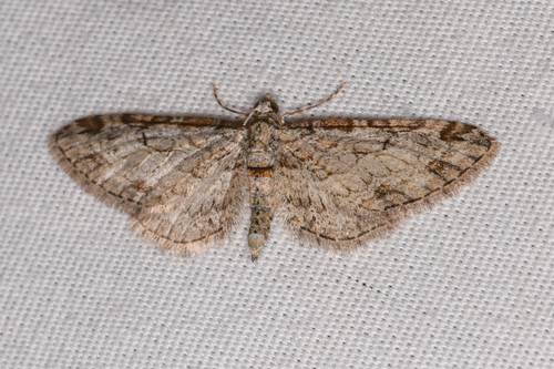 Eupithecia zelmira photo 5
