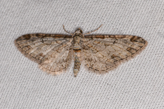 Eupithecia zelmira