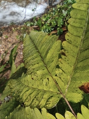 Pteris oshimensis