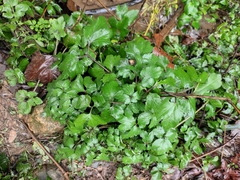 Artemisia lactiflora