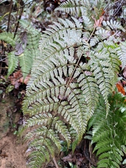 Dryopteris sparsa