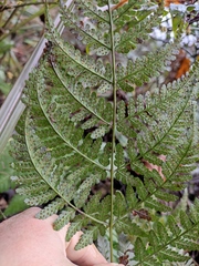 Dryopteris sparsa