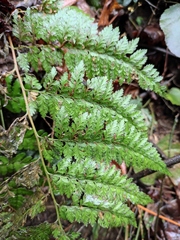 Davallia mariesii