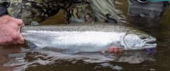 Rainbow Trout photo 3