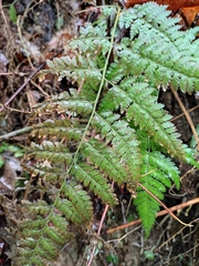 Davallia mariesii