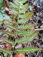 Davallia mariesii