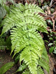 Dryopteris sparsa