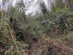 Phyllostachys edulis