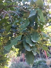 Beilschmiedia miersii