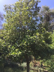 Beilschmiedia miersii