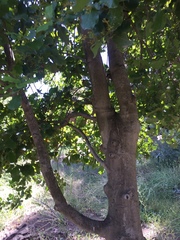 Beilschmiedia miersii