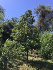 Beilschmiedia miersii