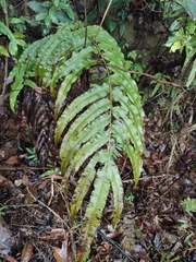 Menisciopsis penangiana