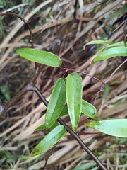 Clematis florida