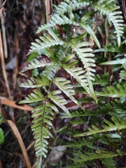 Pteris dispar