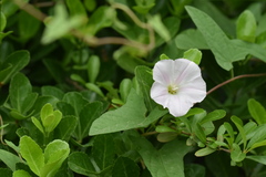 Calystegia pubescens