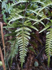 Pteris dispar