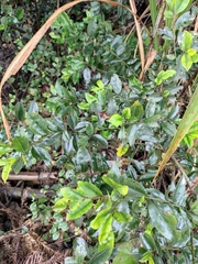 Ilex triflora