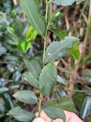 Ilex triflora