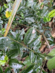 Ilex triflora
