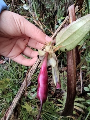 Tripterospermum chinense