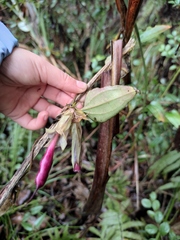 Tripterospermum chinense