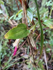 Tripterospermum chinense