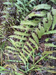 Microlepia marginata