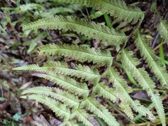 Microlepia marginata