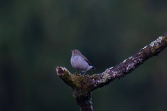 Phoenicurus fuliginosus