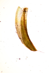 Syntrichia calcicola