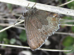 Callophrys mossii