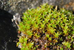 Syntrichia calcicola