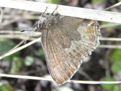 Callophrys mossii