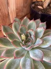 Echeveria pulidonis