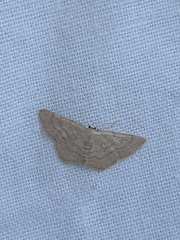 Idaea obsoletaria