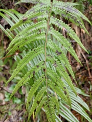 Christella acuminata