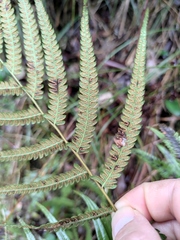 Christella acuminata