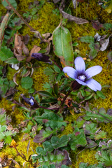 Comastoma cyananthiflorum