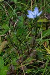 Lomatogonium carinthiacum