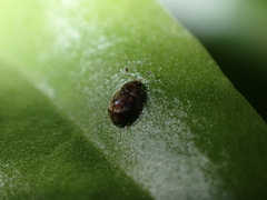 Xenostrongylus canariensis