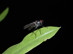 Hylemya latevittata