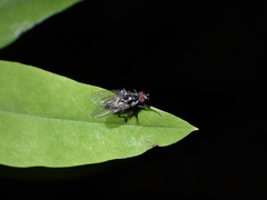 Hylemya latevittata