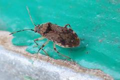 Trichodrymus pallipes